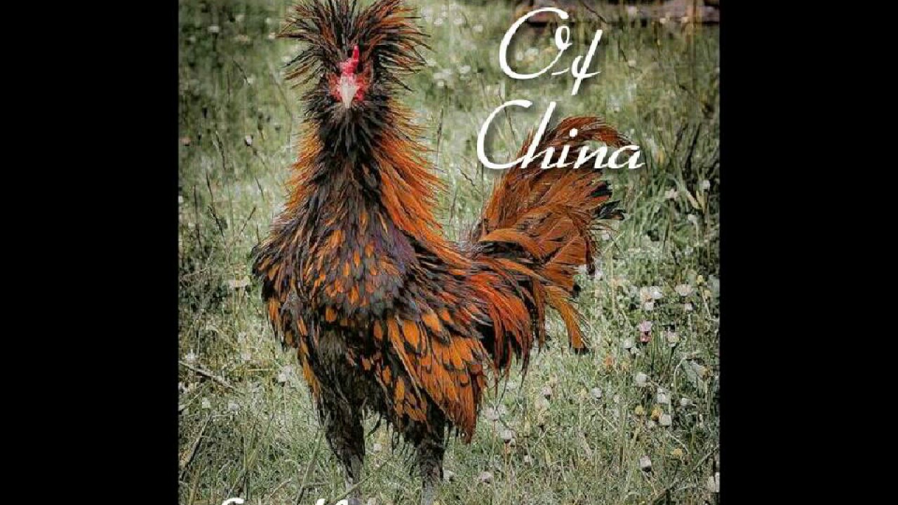 GALLOS Y CABALLOS DEL MUNDO YouTube