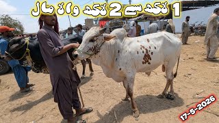 Sunday Karachi 🚨Cow Mandi 2026 Bhains Colony Mein Rates & Bargaining Ka Dhamaka
