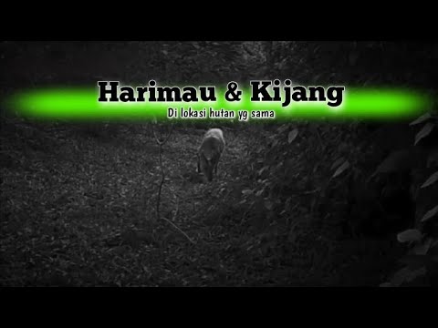 Kijang & Harimau