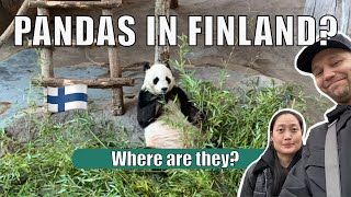 Panda&#39;s in Finland? 🇫🇮