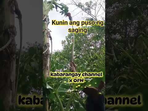 Kunin ang puso ng saging