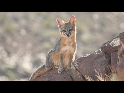Curious Fox shows up to watch me set up trail camera.