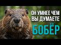 Зачем нужны бобры-правда , которую вы не знали !