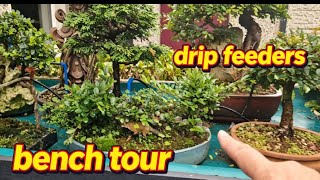 My Bonsai Garden Tour 🌳 | Drip Feeders Are Transforming My Trees!