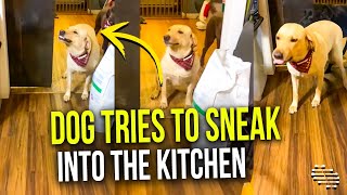 Two Dogs Tries to Sneak Into the Kitchen While Wagging Their Tail as Owners Cook