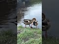 Can ducks Fall in love like us ? - Ducks in love