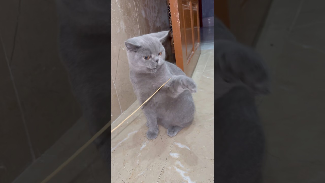 Standing Cat vs Stick 😲🐱 | Too Cute to Handle