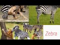 Zebrapundamilia