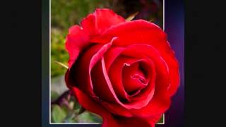 Hazırlayan Türk Oglu Bensana Dargın Deyilim