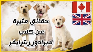 معلومات هامة عن كلب لابرادور ريترايفر || Labrador retreiver