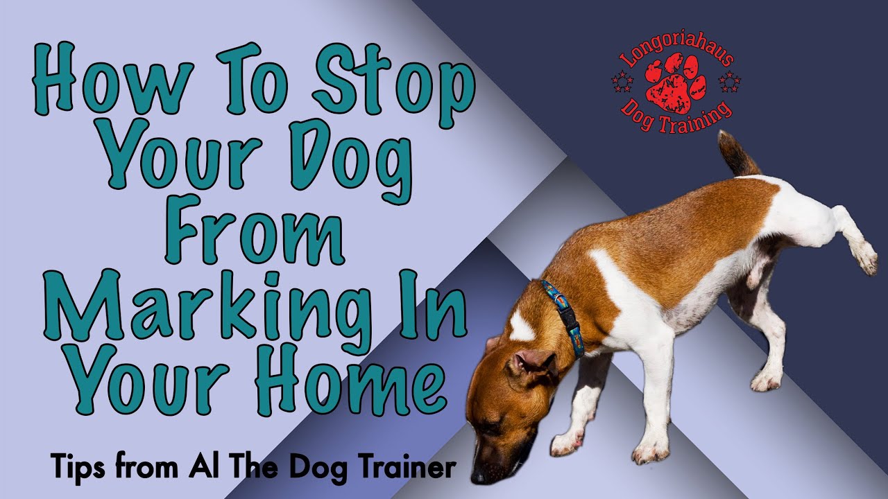 How to Stop Dogs from Marking in the House  