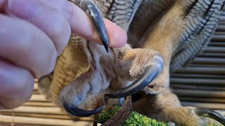 The Eagle owl Yoll does not want to show the owl's heels. Scops owls blend in with the textures