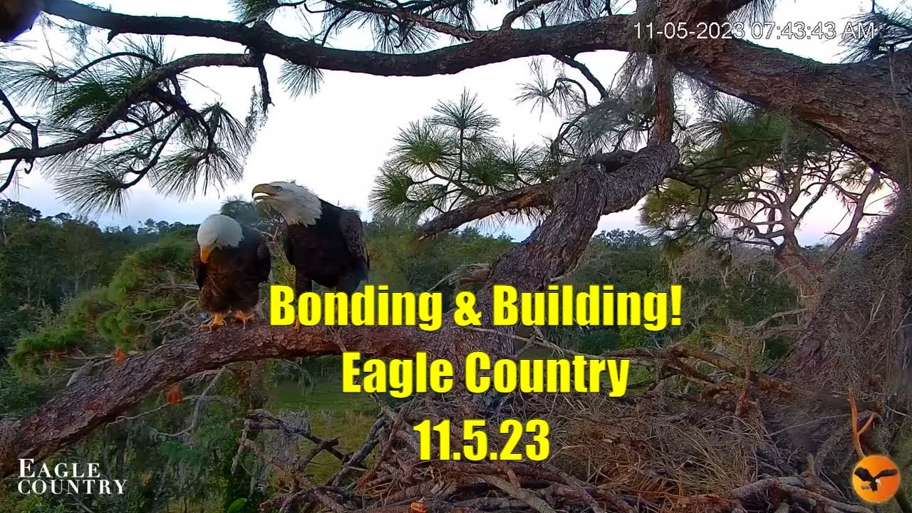 Eggs Coming?! Blaze and Abby Bonding and Building at Nest Tree - Eagle Country