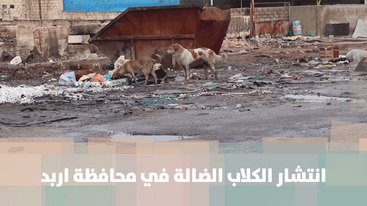 انتشار الكلاب الضالة في محافظة اربد - هنا وهناك