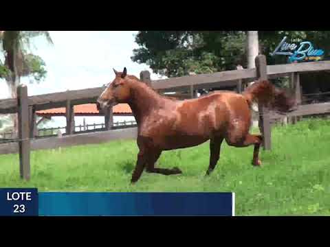 LOTE 23 - DONNAS COOL ABRA SZ - LEILÃO LIVE BLUE