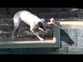 Is your dog a bit ball obsessive? Is your dog a bit ball obsessive?