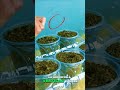 Aprende a cultivar tus alimentos 🍅🥬 en tu propia huerta hidropónica en casa #huertaorgánica
