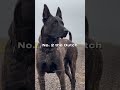 3 Military Dogs Special Forces Trust With Their Lives
