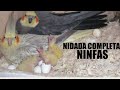 crias de NINFAS🐣 del día 1 hasta el mes |Animalejos