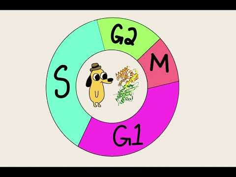 Pika the p21: Protector of the Cell Cycle