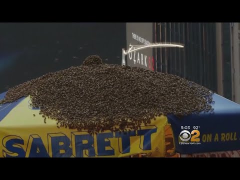 Video: Lebih Dari 40.000 Lebah Swarm Hot Dog Berdiri Di Times Square