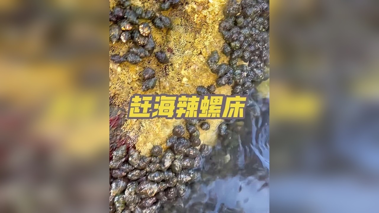 赶海遇到超级辣螺床，辣螺爆框又爆桶，简直太过瘾啦！