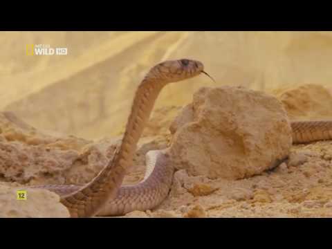 Egipto Salvaje Documental Completo - Nat Geo Wild HD