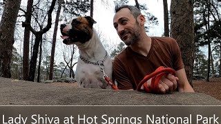 Lady Shiva American Bulldog Walking Hot Springs Arkansas And Natchez Mississippi