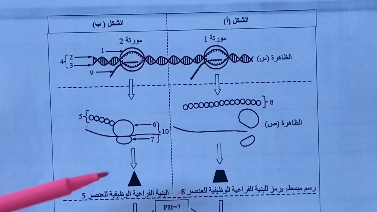 حل التمرين 1 من مجلة النجاح للأستاذ بوالريش حول تركيب البروتين (تمرين باك 2018 شعبة رياضيات)