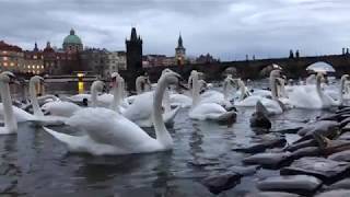 angry swans and tiny nutria