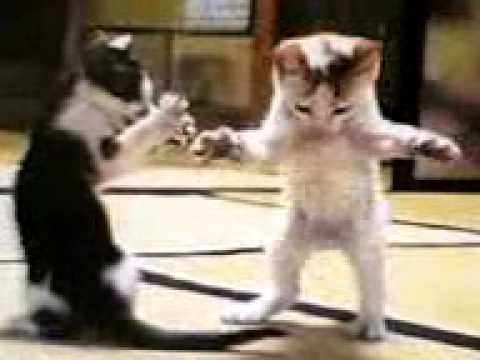 قطة تتكلم فيديو مضحك Youtube