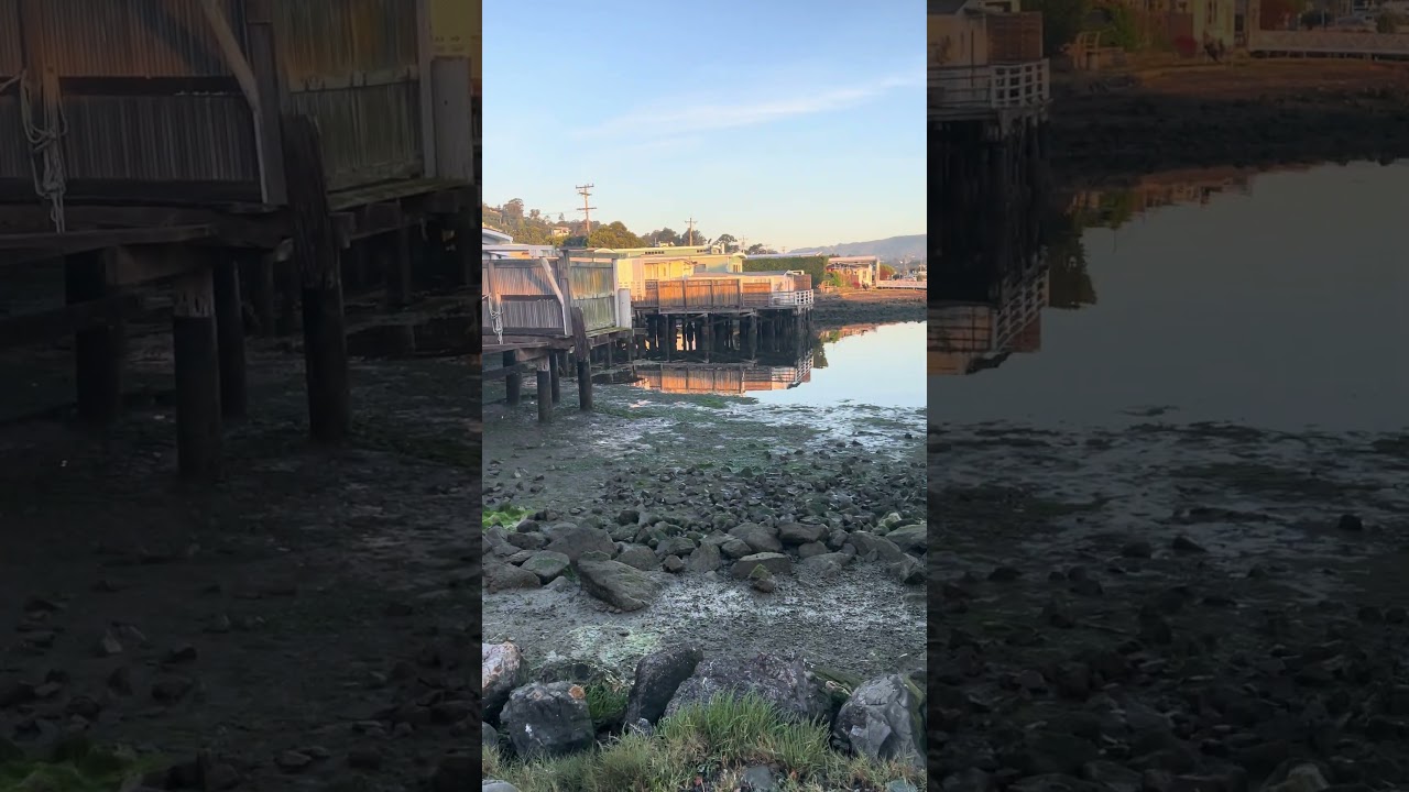 Violets fav potty spot lol . Low tide , 5:40 am  #petsofyoutube #sailing #boatlife #travel #doberman