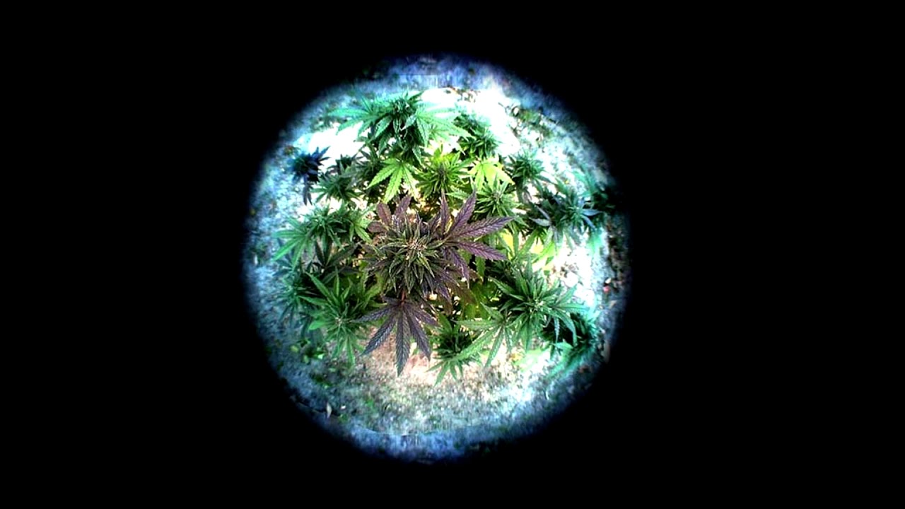 WeedWorld 5731306039