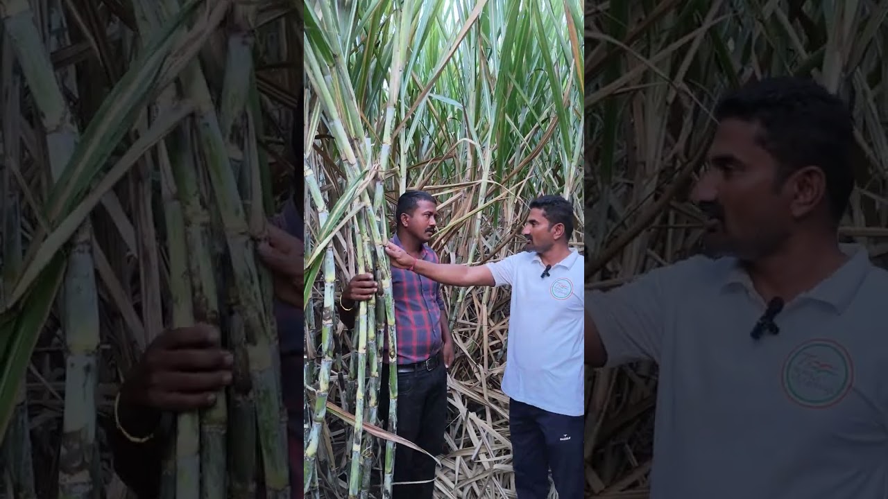 ರಾಮದುರ್ಗ ತಾಲೂಕ ಹುಲಕುಂದ ಗ್ರಾಮದಲ್ಲಿ ನಮ್ಮ ಸಾವಯವ ಸರ್ವಶ್ರೀ ಔಷಧಿ ಬೆಳೆಸಿದ್ದು 9902898216