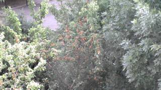 DSCF0028.AVI