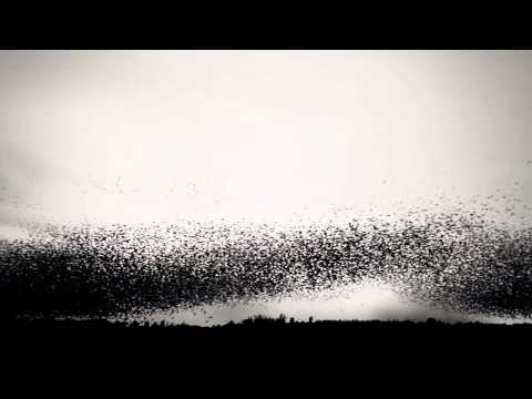 Bell X1 | Starlings Over Brighton Pier (HD)