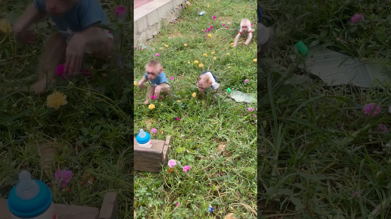baby monkeys running to get milk are so cute