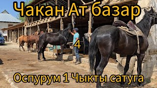 : 14      # # #rek #horse