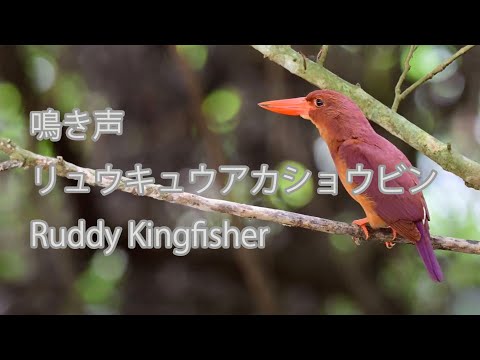 【鳴き声など】リュウキュウアカショウビン Ruddy Kingfisher