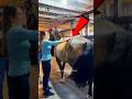 This Girl Just Saved the horse's Life 🥹