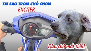 Tại sao Trộm chó dùng Exciter mà không chạy Raider hay Winner để cứu mạng?