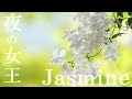 【Jasmine(ジャスミン)】"夜の女王"と呼ばれる媚薬のハーブ