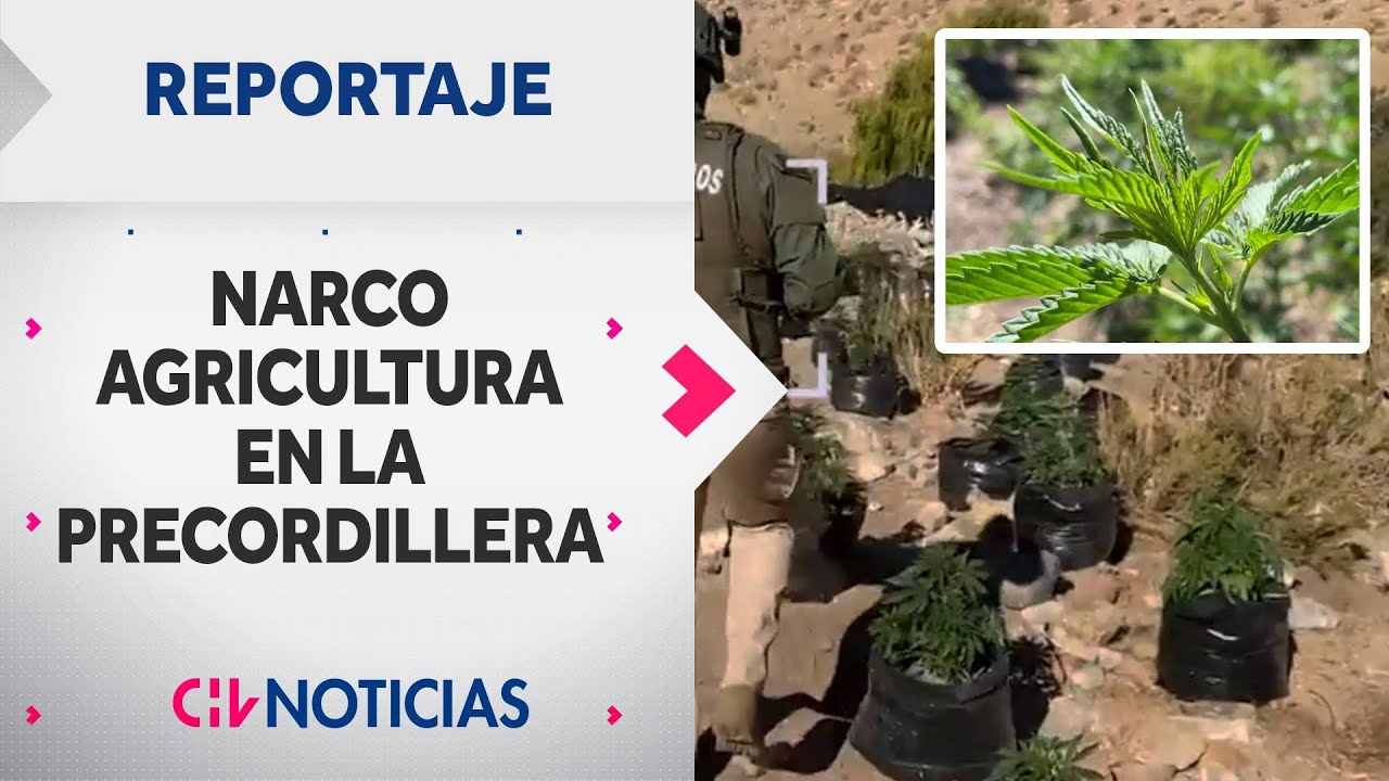 NARCO AGRICULTURA en la precordillera nortina: La evolución del tráfico de drogas | REPORTAJES CHV