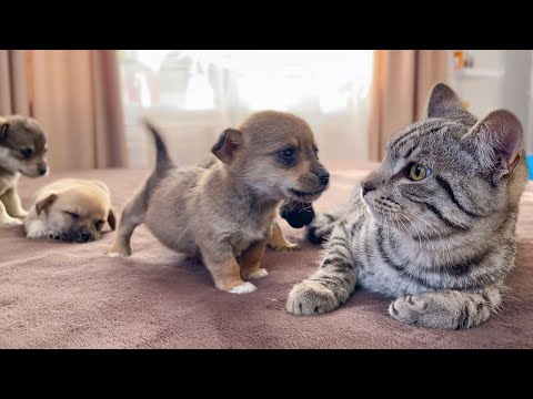 Funny Cat Reaction to Puppies [Kitty sees them for the First Time]