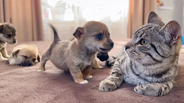 Funny Cat Reaction to Puppies [Kitty sees them for the First Time] - DayDayNews