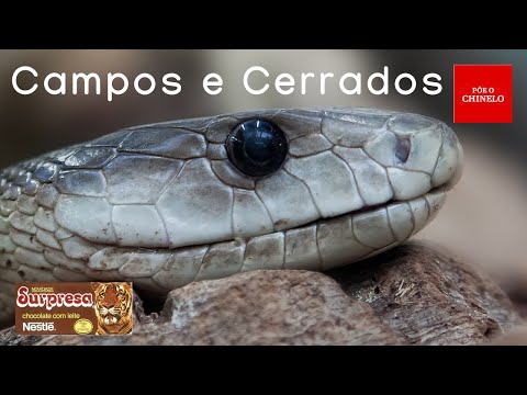 Figurinha Nestlê Surpresa (A Fauna dos Campos e Cerrados) Nº 24 - Maracanã  - 1989 - Casa do Colecionador