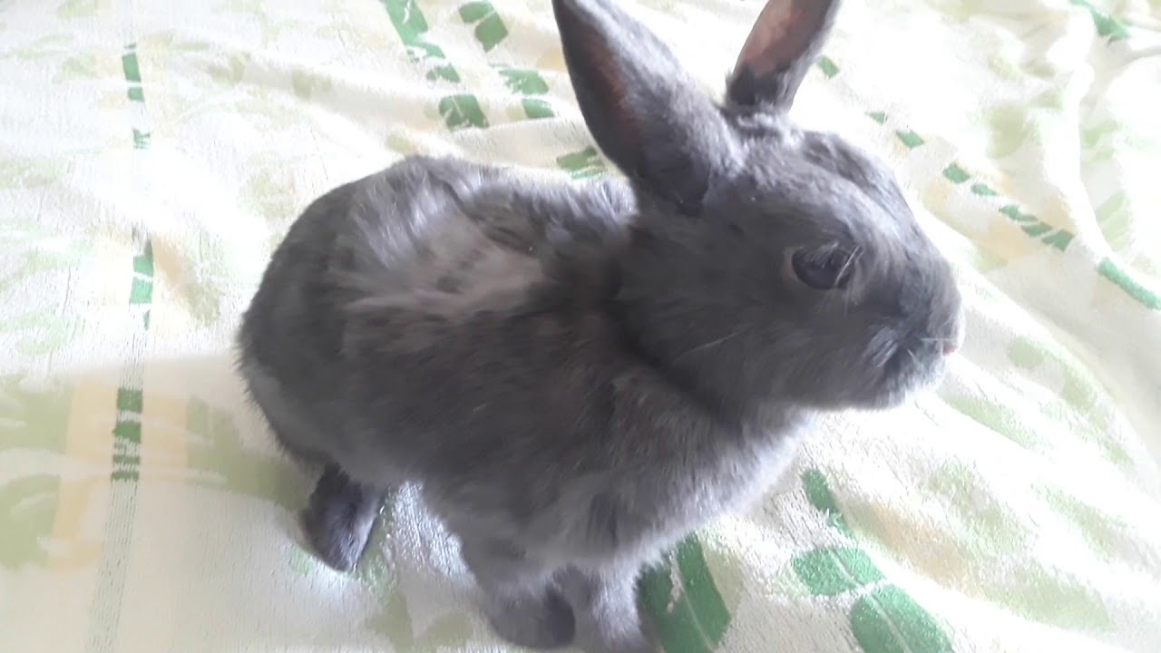 КАРЛИКОВЫЕ КРОЛИКИ | Почему стоит завести кролика ? | ТОП 6 ПРИЧИН