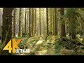 4K Virtual Forest Walk - The Fairy-Tale Mossy Rainforest, Olympic National Park, USA