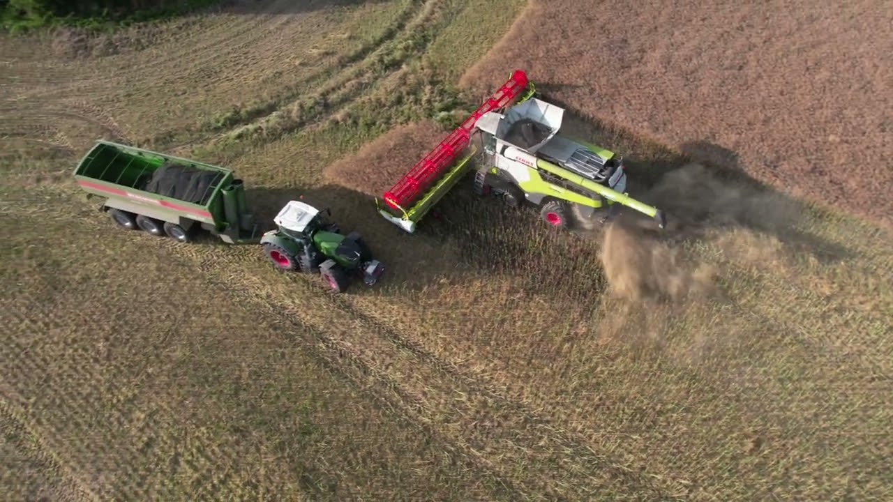 24.07.2024 Уборка рапса в вечерние часы с помощью Claas Lexion 8900 и Fendt