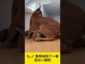 🐾💉 動物病院で一番面白い瞬間 #youtubeshorts #cat #funny #cute #catvscat